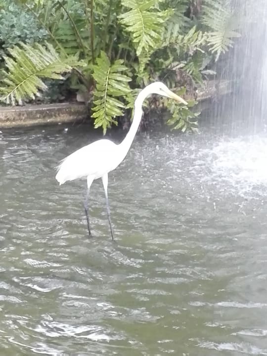 Gartenanlage TRS Turquesa Hotel - Adults only