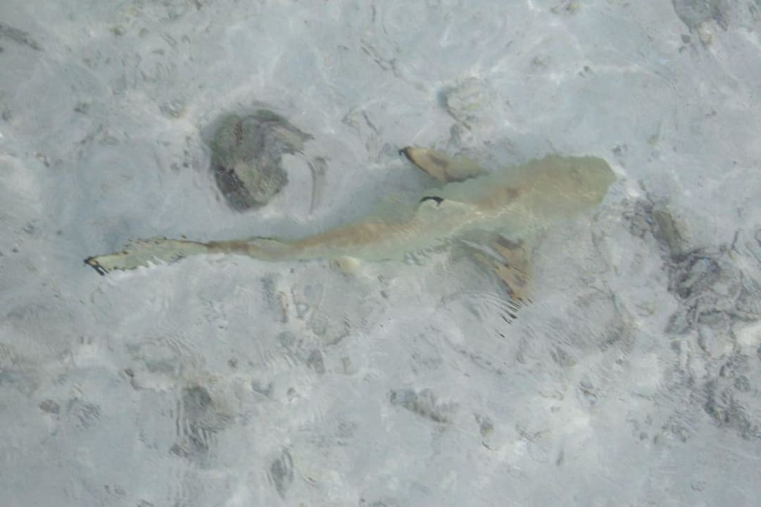 Der  war maximal 70 cm Sun Siyam Olhuveli