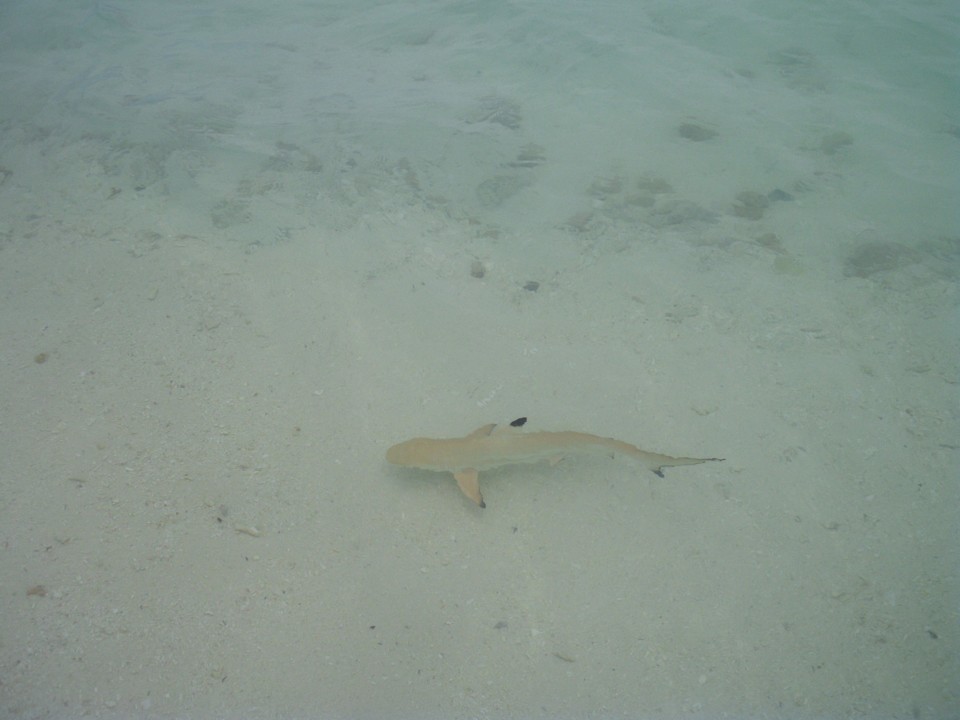 Kleiner Hai am Strand Biyadhoo Island Resort