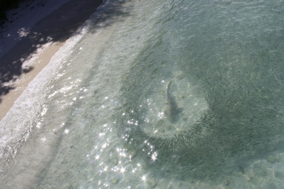 Haie ganz nah am Strand Kuramathi Maldives