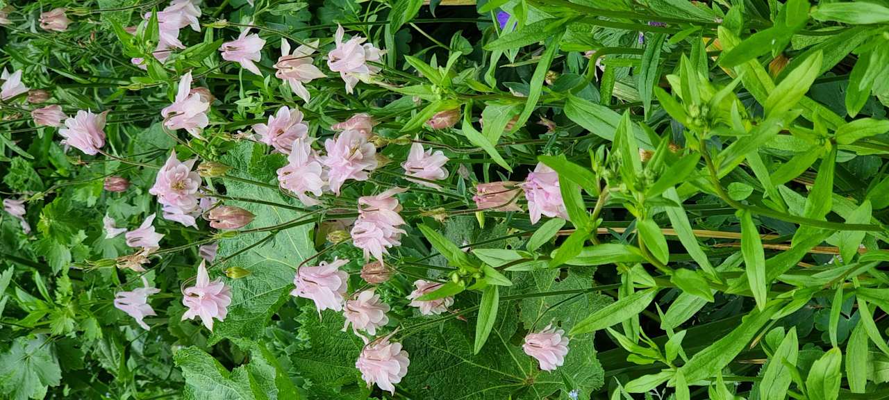 Gartenanlage Pałac i Folwark Galiny