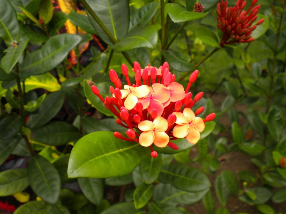 Traumhaft TRS Turquesa Hotel - Adults only