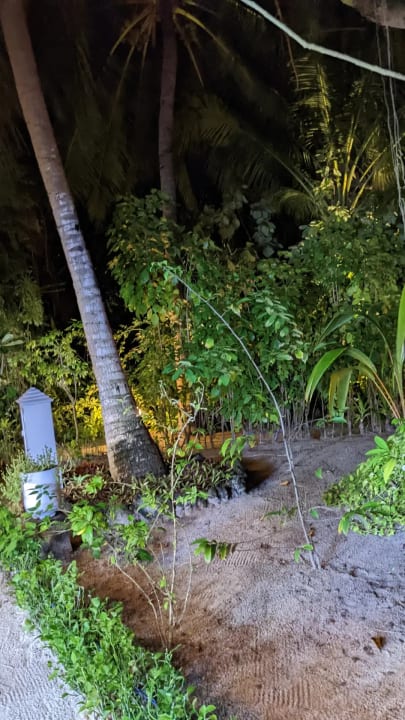 Gartenanlage Angaga Island Resort