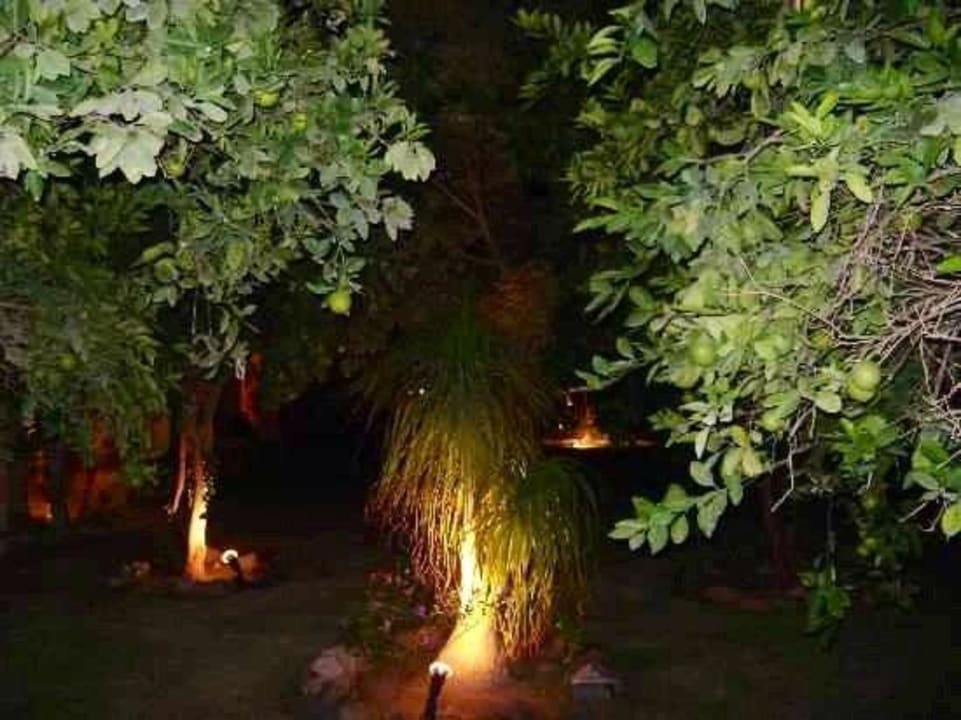 Orange tree  ROBINSON SOMA BAY