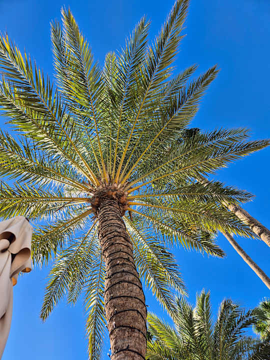Pool Corallium Beach by Lopesan Hotels - Adults only