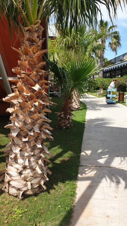 Gartenanlage Saturn Palace Resort Hotel