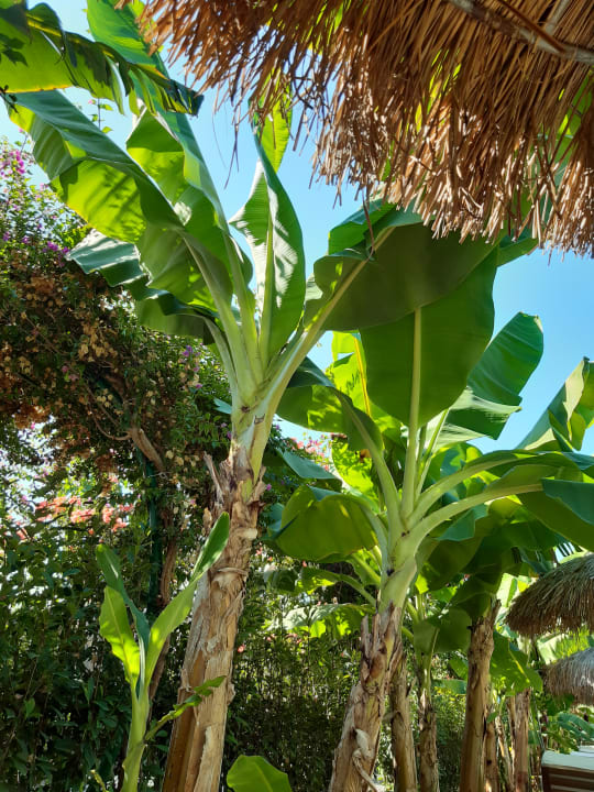 Gartenanlage Rubi Platinum Sign