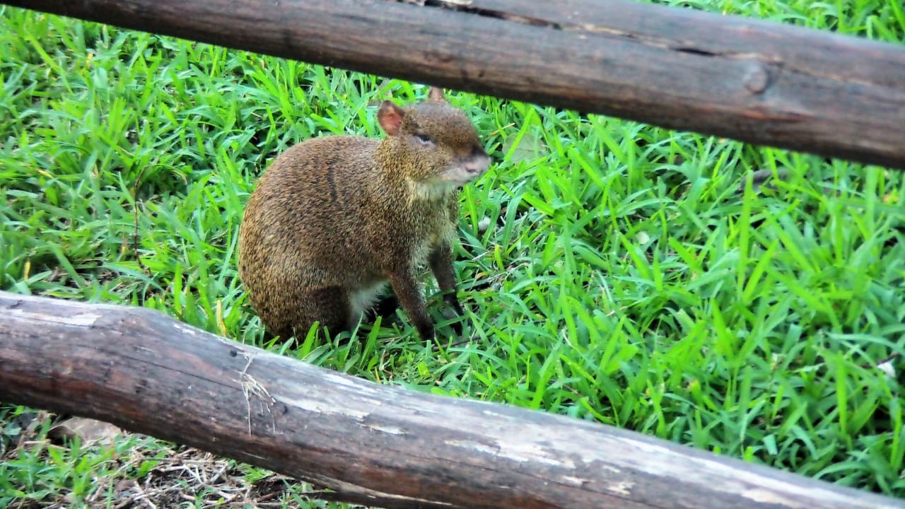 Aguti in der Gartenanlage Sandos Playacar Select Club Adults only - All Inclusive