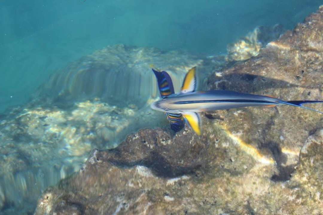 Fisch direkt in der Badebucht Pickalbatros Citadel Resort