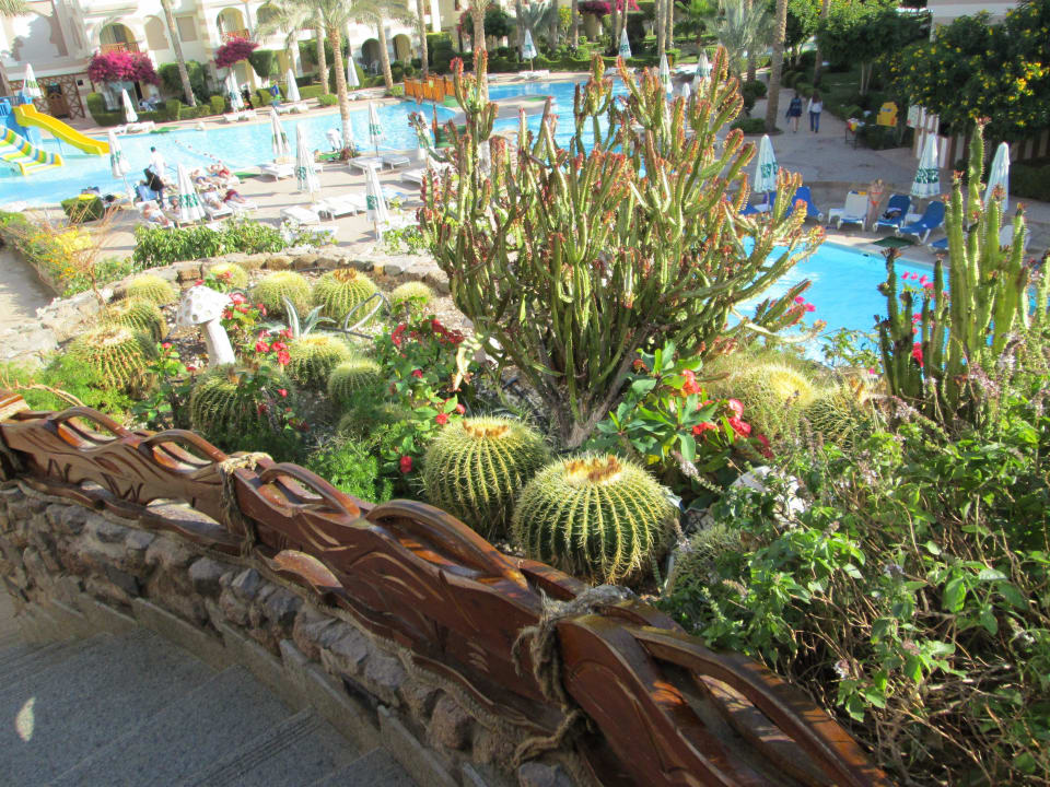 Кактусы Rehana Royal Beach Resort Aqua Park & Spa