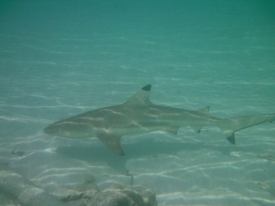 Schwarzspitzriff Hai in Lagune vor Gartenvilla 10 Kuramathi Maldives