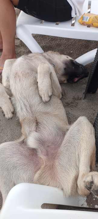 Strand Dogan Paradise Beach