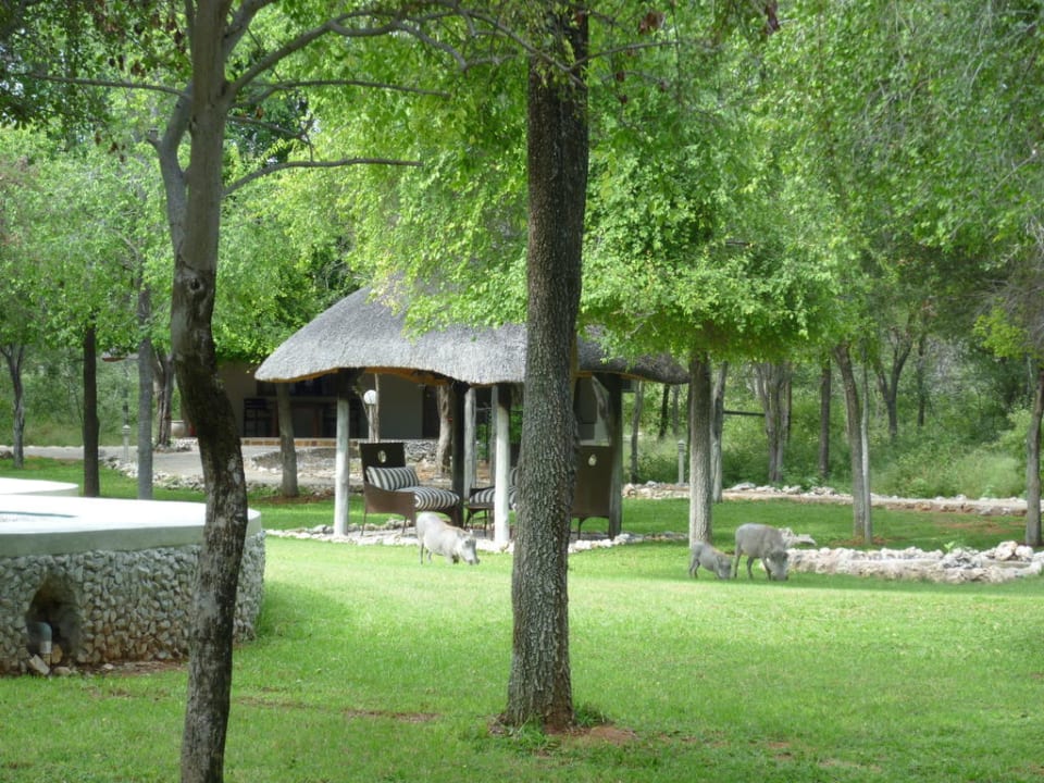 Warzenschweine im Garten Hotel Mushara Lodge
