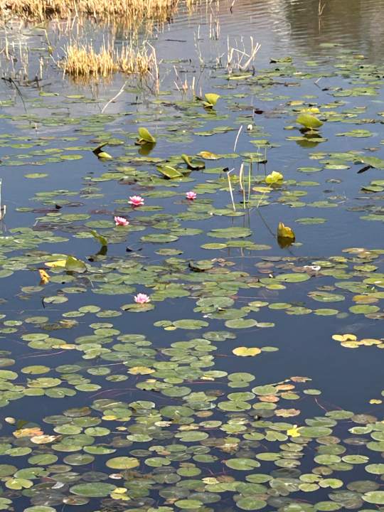 Gartenanlage Jiva Beach Resort