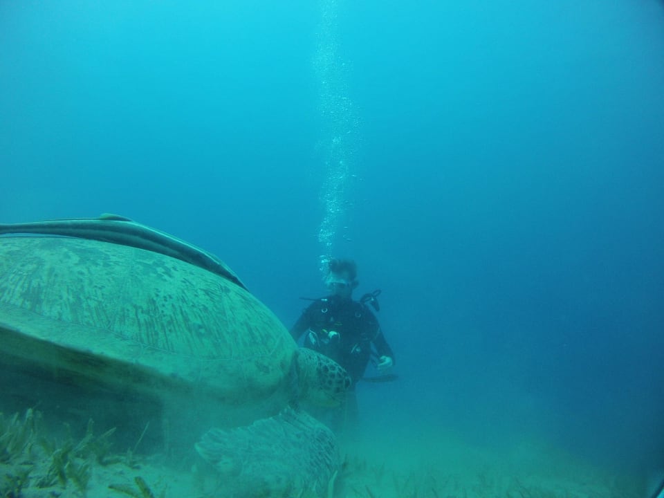 Grüne Meeresschildkröte Ghazala Gardens
