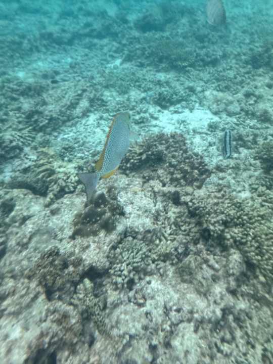 Strand Hotel Taatoh Seaview Resort