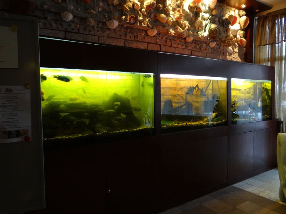 Akwaria Hotel Geovita Dabki