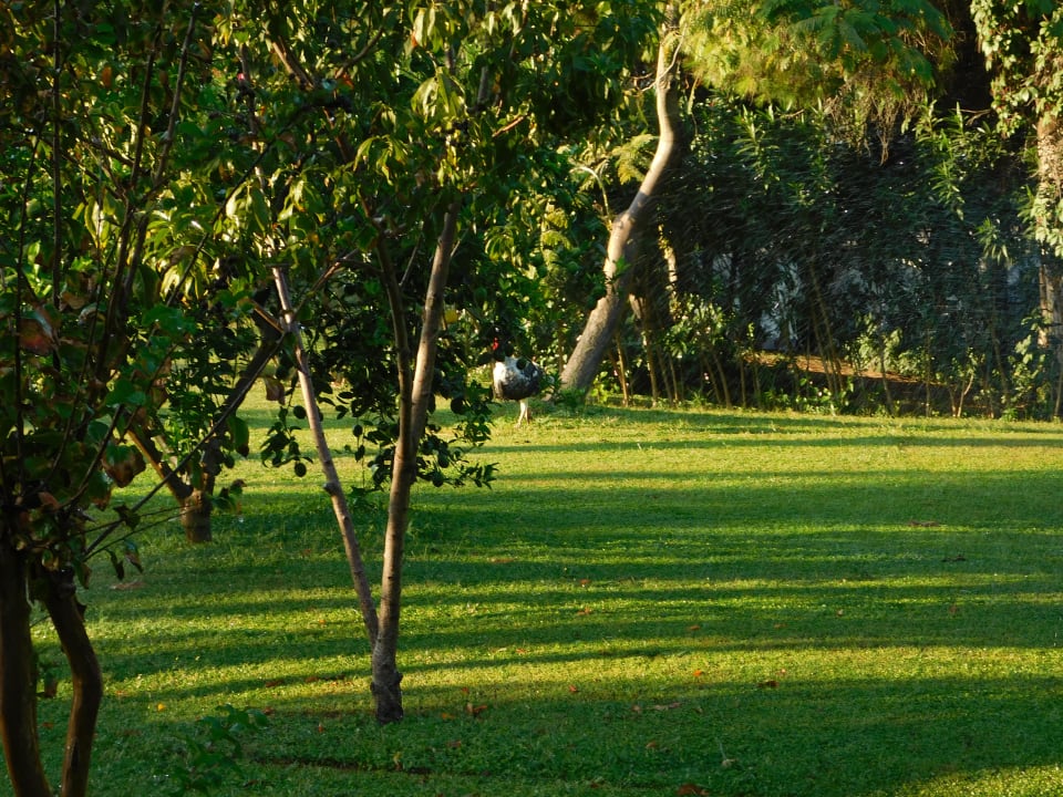 Gartenanlage Belconti Resort Hotel