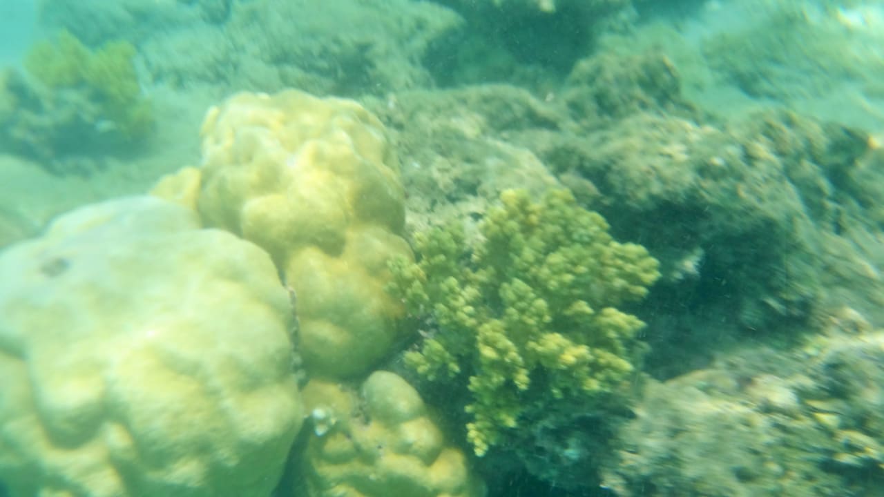 Риф недалеко от берега Desert Rose