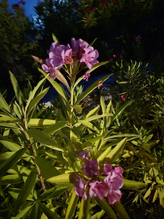 Sonstiges Anemos Luxury Grand Resort