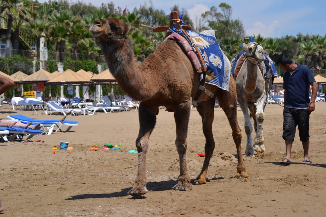 Kamele am Strand Alba Resort Hotel