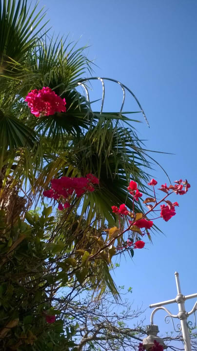 Небо в цветах! Marlin Inn Azur Resort