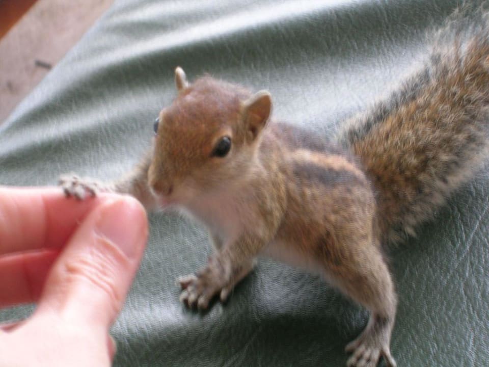 Streifenhörnchen Thaala Bentota