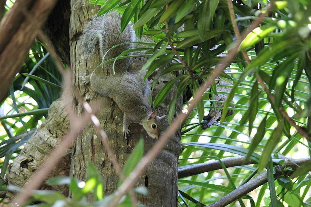 Am Pool im Gebüsch The Biltmore Miami Coral Gables