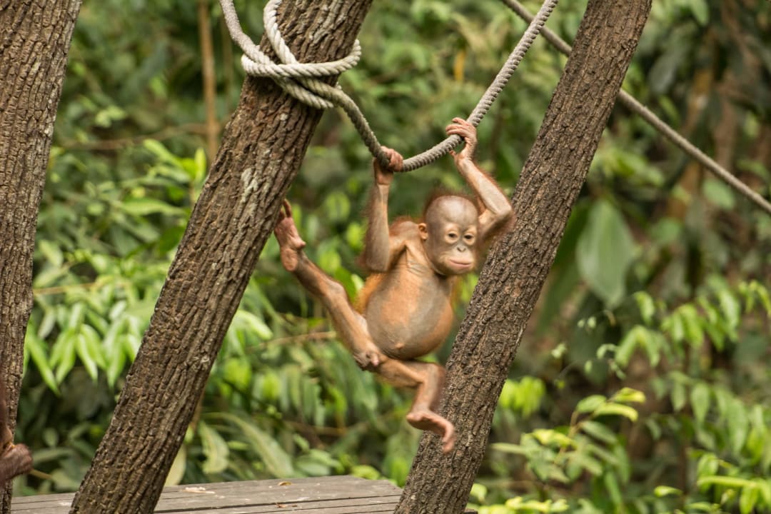 Orang-Utan  Shangri-La's Rasa Ria Resort & Spa