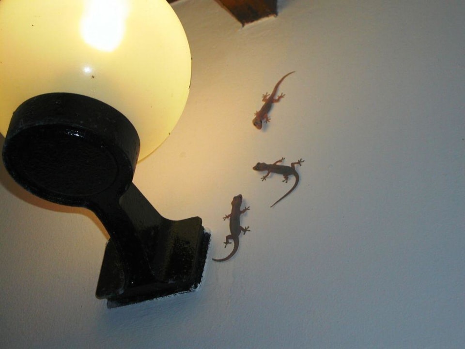 Haustier (Gecos) Kuramathi Maldives