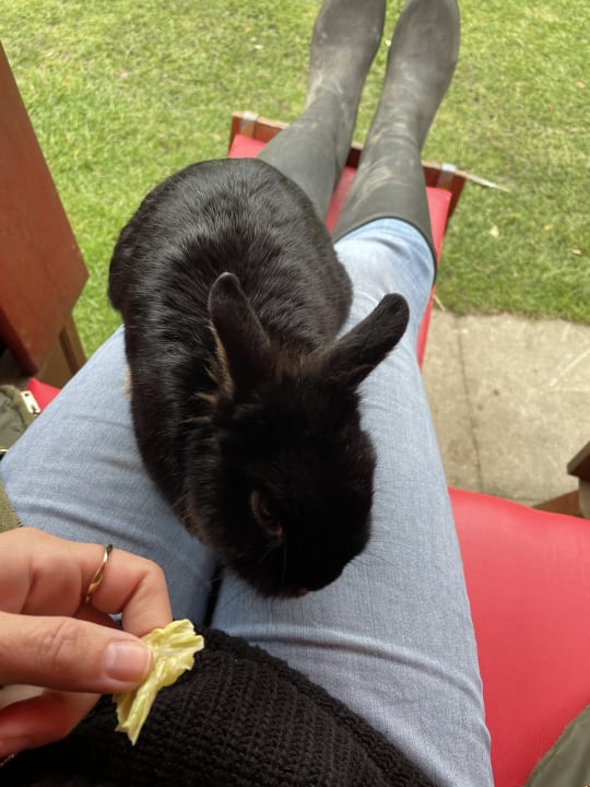 Gartenanlage Ferienbauernhof Liesenberg mit Meerblick