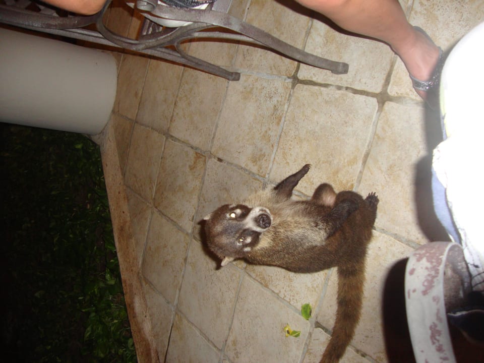 Hotel Catalonia Playa Maroma Catalonia Playa Maroma