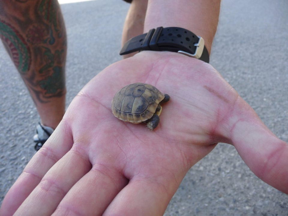 Strandwanderung alltoura Club Hotel Poseidon Palace