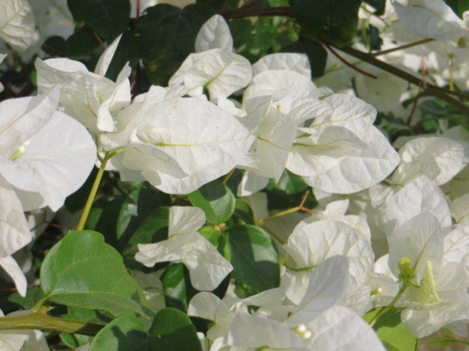 Weiße bougainvillea Lahami Bay Beach Resort