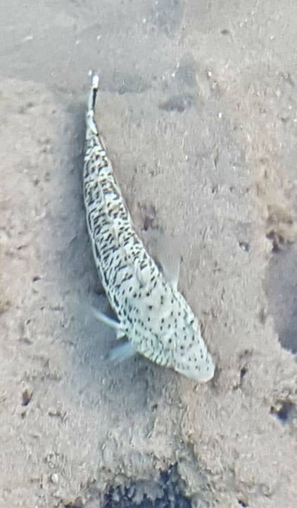 Strand SUNRISE Royal Makadi Resort