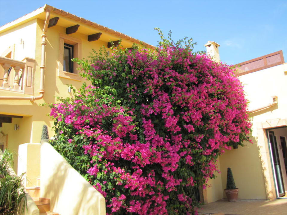 Bougainvillea am Haupthaus  Finca Amapola - Agrotourismus Hotel