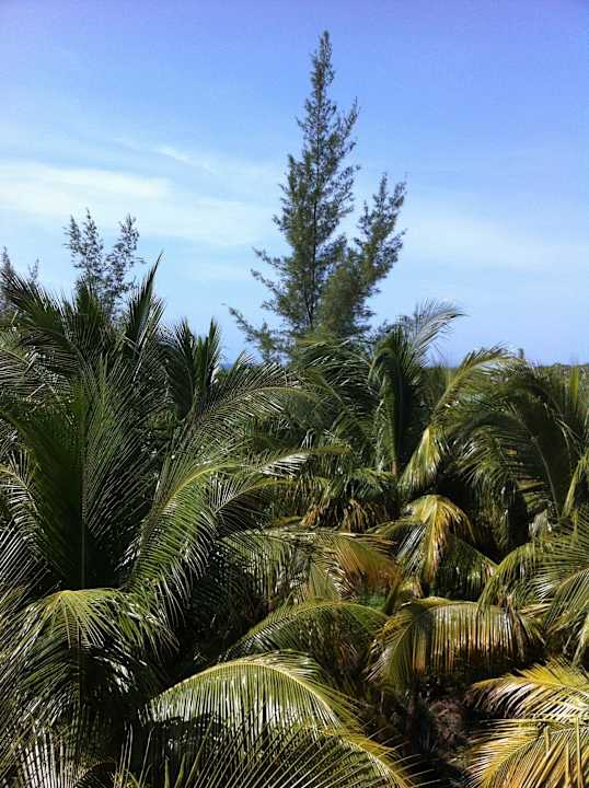 Palmengarten  Melia Las Antillas - Adults only