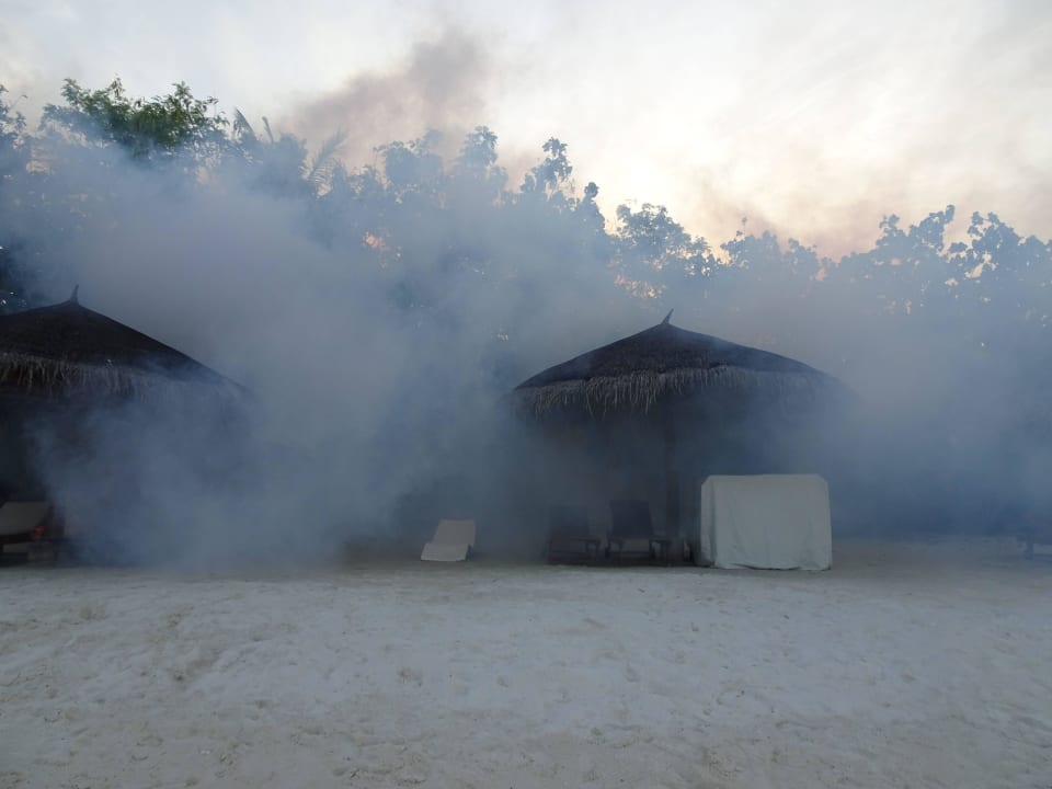 Vernichtung der Ungeziefer  Cinnamon Dhonveli Maldives