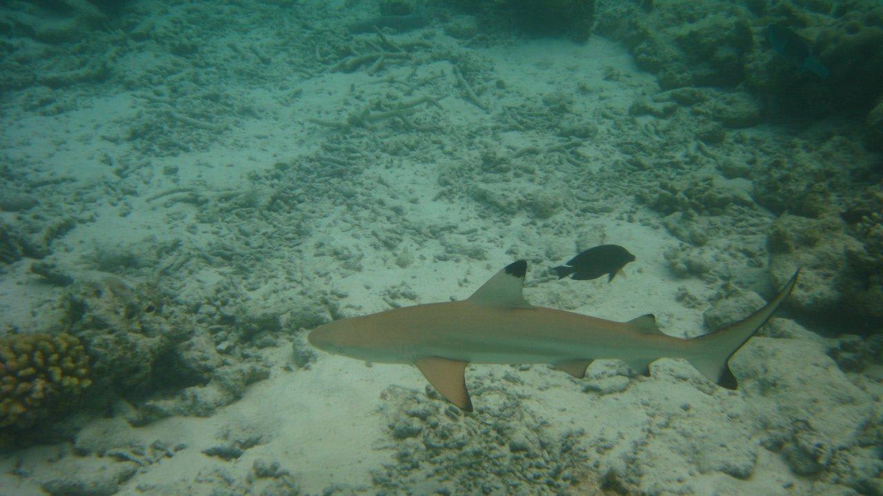 Riffhai Hausriff Vilamendhoo Vilamendhoo Island Resort & Spa