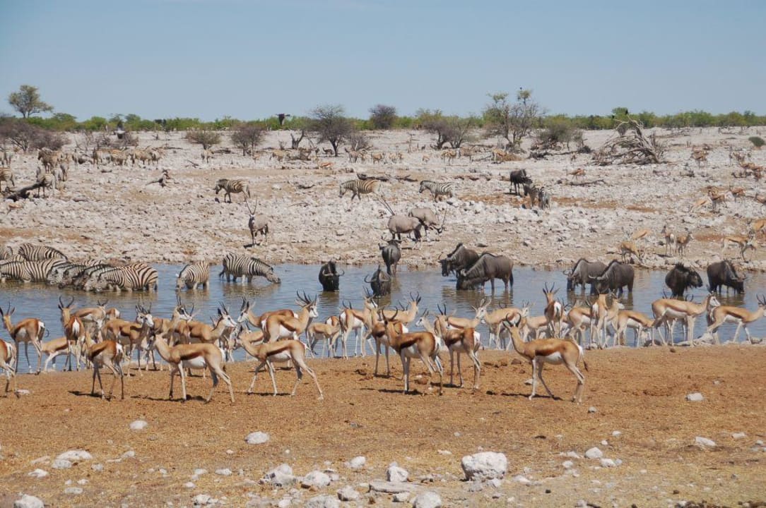 Reger Betrieb am Wasserloch Okaukuejo Camp
