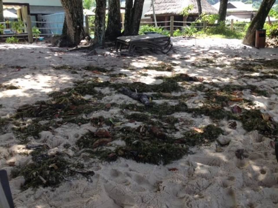 Viel Seegras  STORY Seychelles