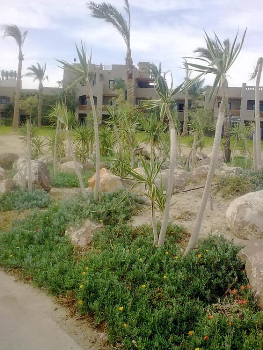 Palmen Pickalbatros Sands Hotel - Port Ghalib