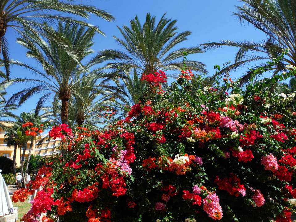 Hotel Anlage  SBH Costa Calma Beach Resort