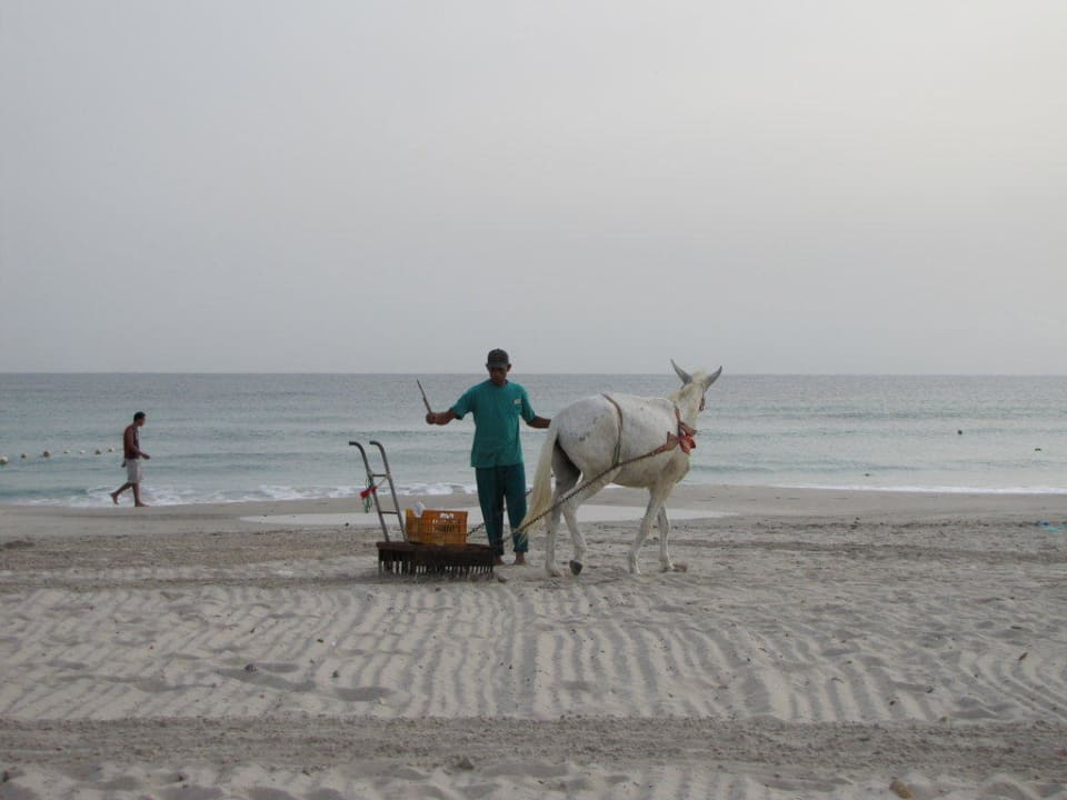 Strandputzer El Mehdi Beach Resort