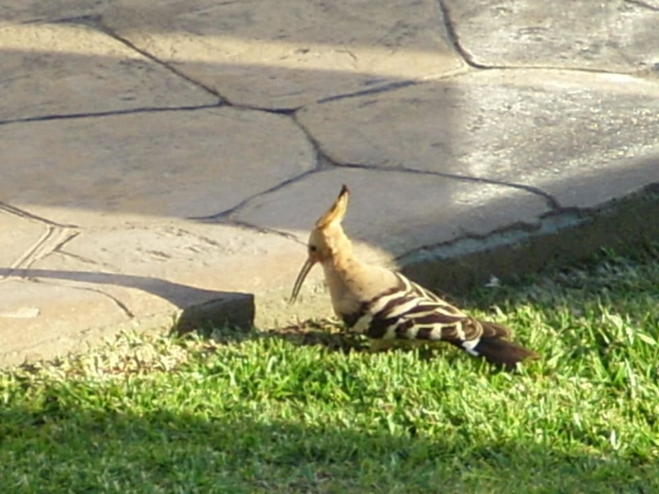 Kennt jemand diese Vogelart? TUI KIDS CLUB Punta Prima