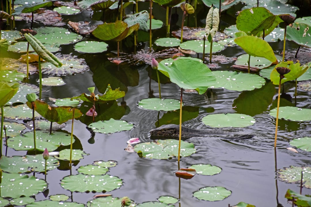 Sonstiges Dusit Thani Krabi Beach Resort