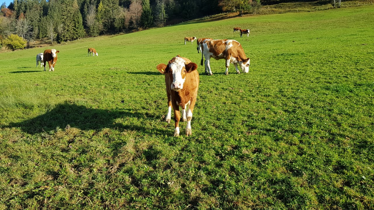 Ausblick Hotel Hindenburglinde