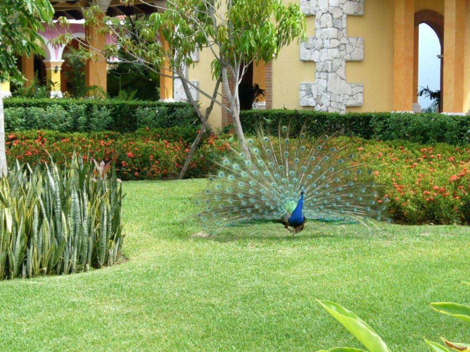 Das Pfauenparadies Iberostar Waves Paraiso Beach