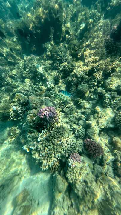 Strand Bella Vista Resort Hurghada