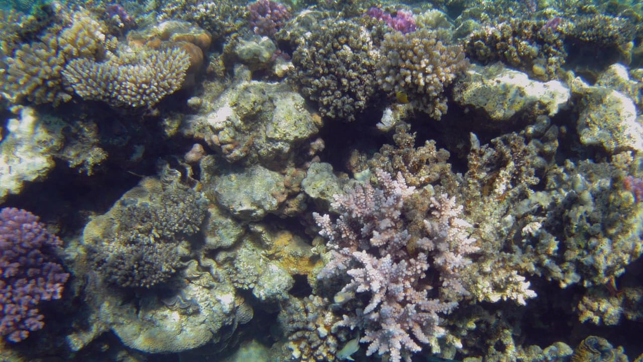 Sport & Freizeit Hotel Gorgonia Beach Resort